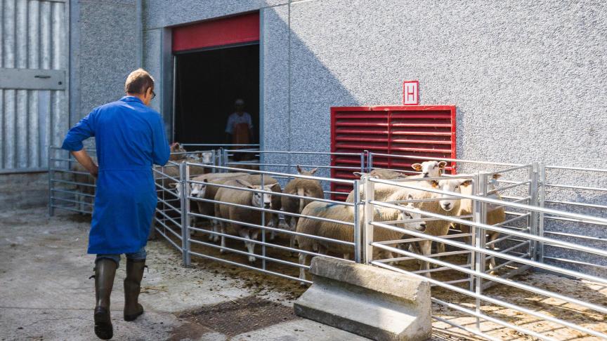 De Brusselse regering heeft opnieuw het agendapunt rond het wetboek Dierenwelzijn uitgesteld.