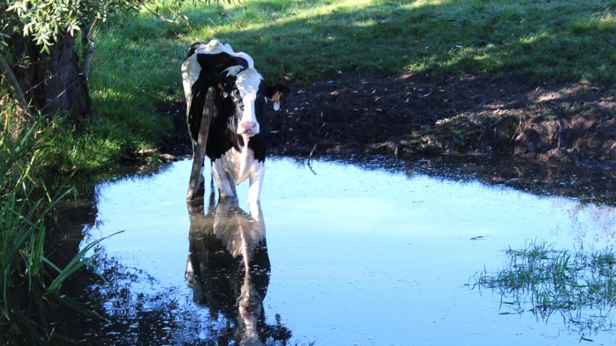 De melkveesector laat een sterke stijging optekenen in de zesmaandelijkse landbouwconjunctuurenquête van het ALZ.