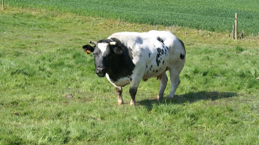 Coevia meldt stabiele prijzen voor Belgisch witblauw rundvee.