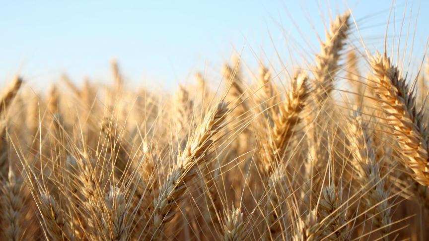 Een van de geselecteerde projecten wil met zelfgekweekte ingrediënten geuze bouwen.