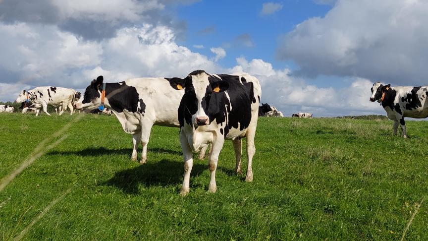 Tijdens het weideseizoen lopen zowel volwassen runderen als jongvee risico om besmet te raken met parasieten.