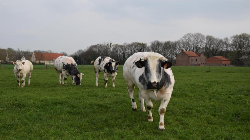 Dieren in de grondwet ‘verdient een grondig debat’, zegt Lode Ceyssens van Boerenbond, één van de landbouworganisaties die een open brief aan kamerleden schreef om tegen de grondwetswijziging te stemmen.