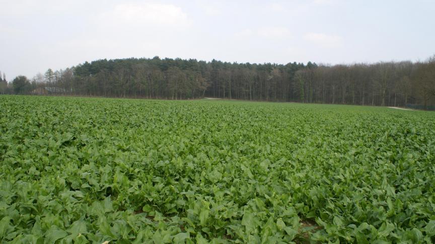 Het Agentschap Landbouw en Zeevisserij van de Vlaamse overheid organiseert een oproep voor het indienen van onderzoeksprojecten in de biologische landbouw.