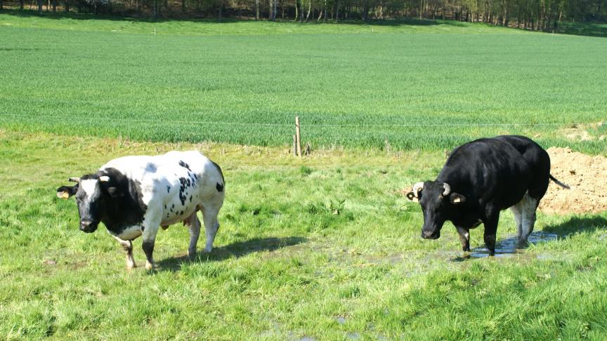 Het blauwtongvaccin dat in Nederland toegestaan is, mag sinds 8 mei ook in ons land gebruikt worden.