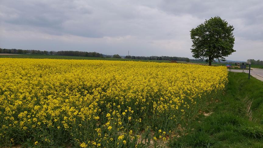 Bayer gaat een biologisch middel commercialiseren dat vooral in koolzaad en granen een toepassing kent.