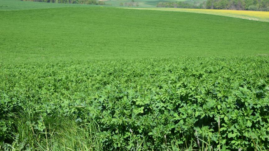 3.556 Vlaamse landbouwers landbouwers vroegen in 2023 steun aan voor de inzaai van een- en meerjarige ecoteelten (aangevraagd door ) zoals vlinderbloemigen, veldbonen, luzerne, enz.