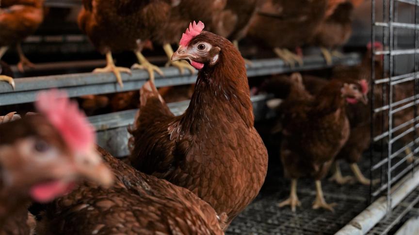 Niet elk stalsysteem voor pluimvee reduceert  voldoende, zodat mogelijk moet gecombineerd worden met andere maatregelen of met minder dieren.