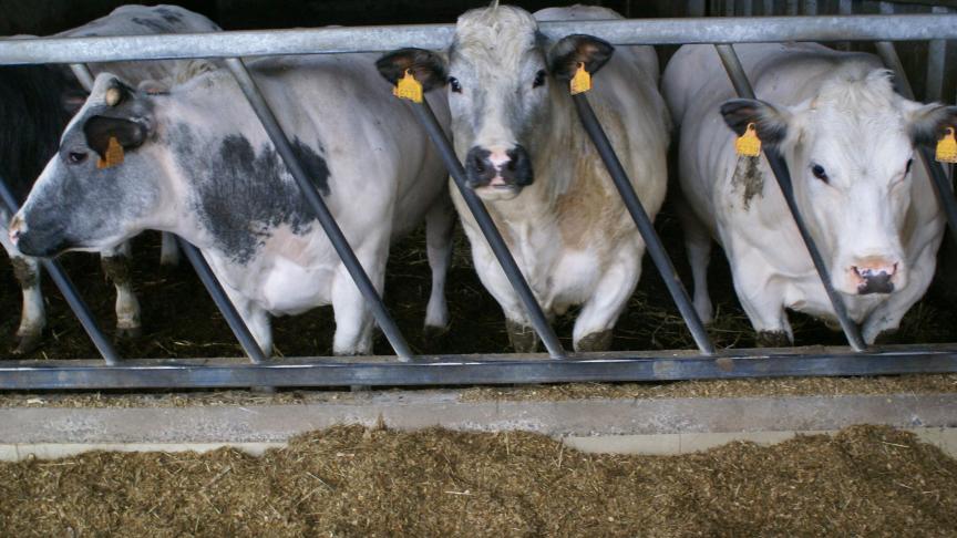 DGZ benadrukt het belang van alertheid voor besmetting bij de handel in runderen.