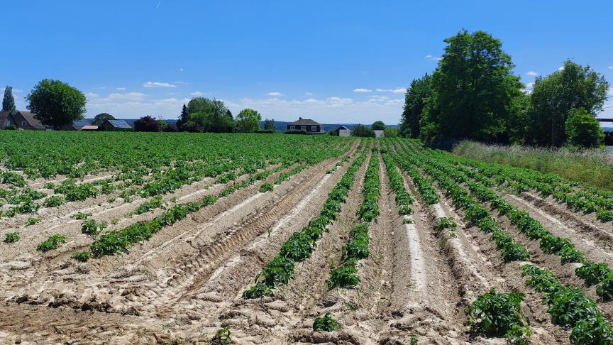 Gezien de ruime spreiding in zaai- of plantperiode, is er ook een grote spreiding in de gewasontwikkeling te velde.