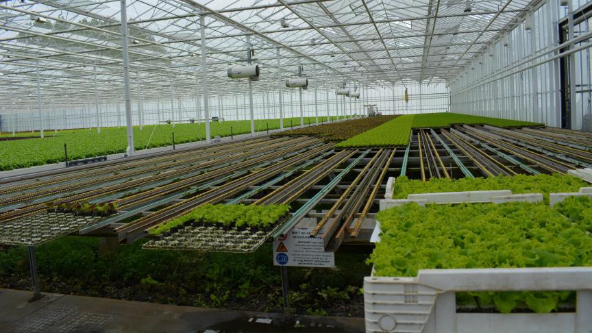 BelOrta en The Greenery gaan in de toekomst samenwerken om hun telers meer voordelen te kunnen bieden.