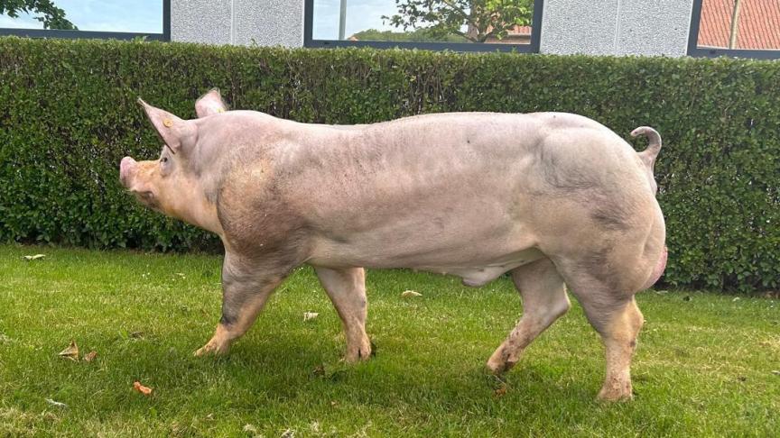 Edi, eigendom van KI Vansteenlandt en gefokt door Luk Vermeiren, is opnieuw een Virgo-zoon.