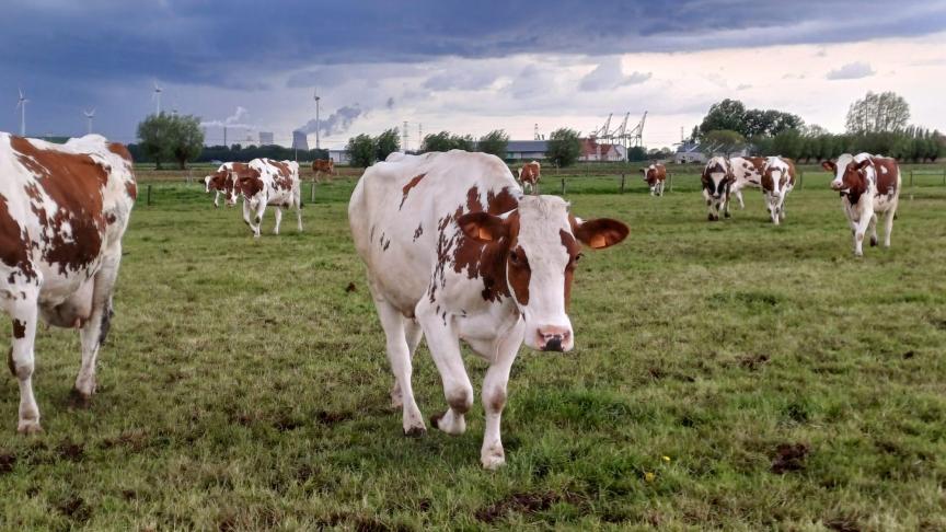 De geblokkeerde veehouderij vroeg in mei al naar een steunfonds voor hun inkomensverlies en hun gemaakte kosten.