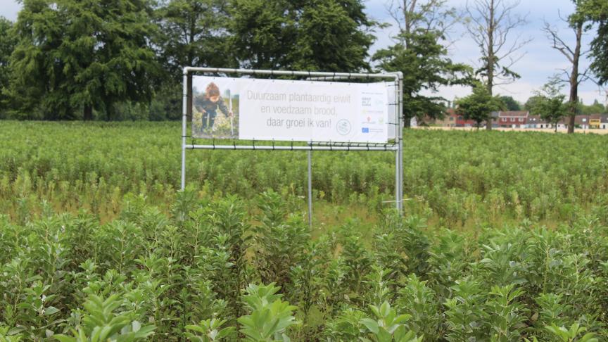 De landbouwer koos een perceel langs de N60 uit om het veldbonenproject genoeg zichtbaarheid te geven.