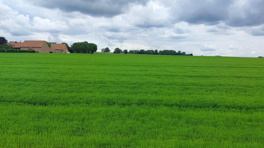 De vlassers kijken uit naar een nieuwe oogst, al staat het lentevlas er niet overal even bevredigend bij.