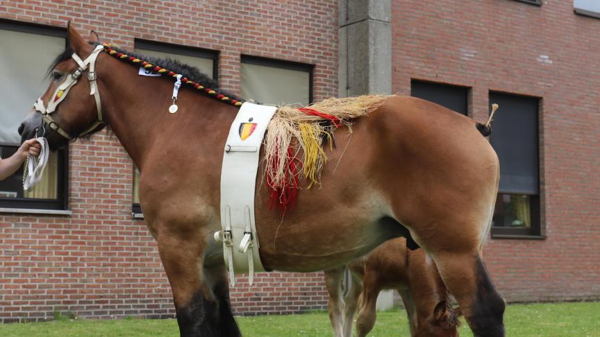 Nadja Nena van de Kabei werd uitgeroepen tot Dagkampioene Torhout 2024.