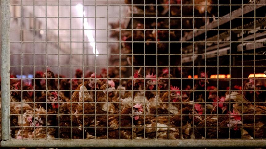 In Bad Bentheim in Duitsland, dicht bij de grens met Nederland, is vogelgriep vastgesteld op een legkippenbedrijf. De locatie ligt in vogelvlucht zowat 200 km van ons land.