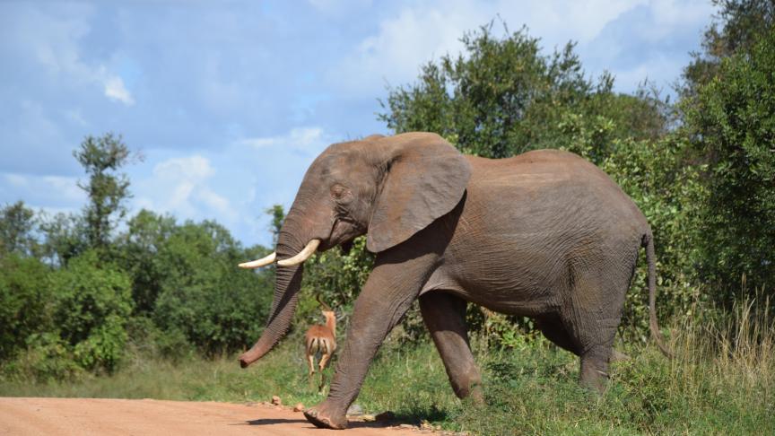 In het legendarische Kruger National Park om de ‘Big Five’ te bewonderen.