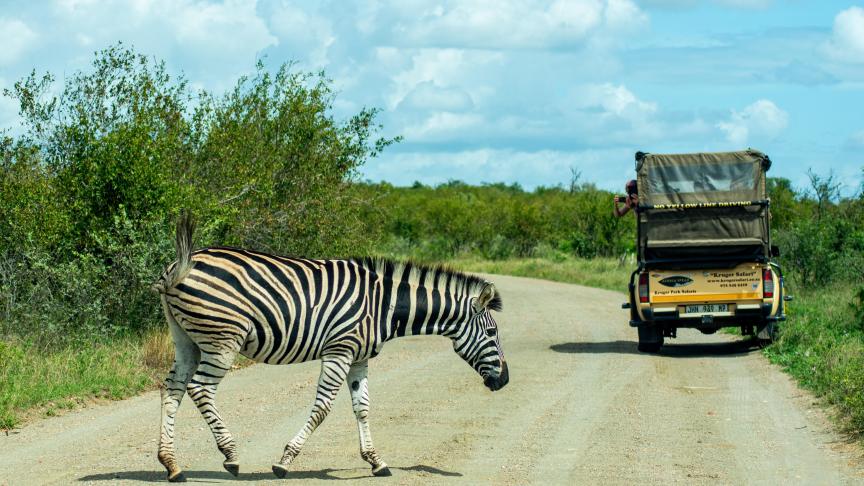 Bij een bocht in de weg in het Kruger Park.