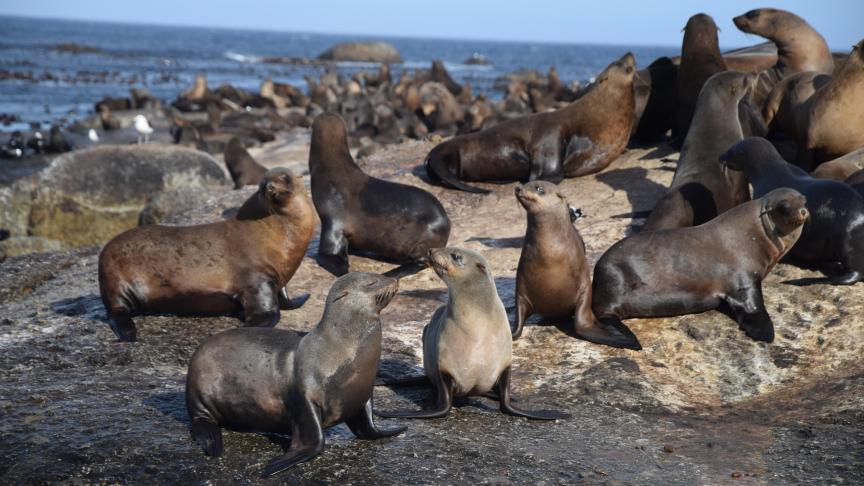 Duiker Island, het zeehondeneiland.