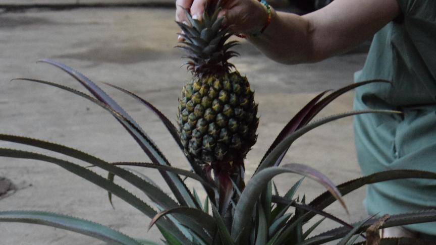 De Queen-ananas van Hluhluwe doet er ongeveer 18 maanden over om haar cyclus te voltooien.