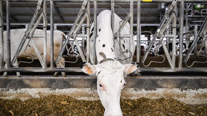 In de Verenigde Staten werden verschillende gevallen vastgesteld van vogelgriep bij melkvee. In ons land voorlopig niet.