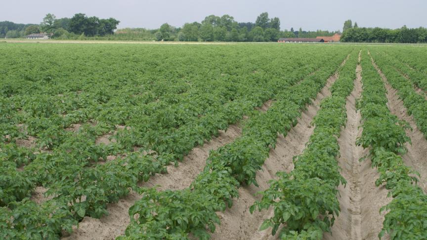 Belgapom meldt op 5 juli dezelfde prijsnotering als de vorige weken voor het ras Fontane, namelijk 600 euro per ton (zonder BTW).