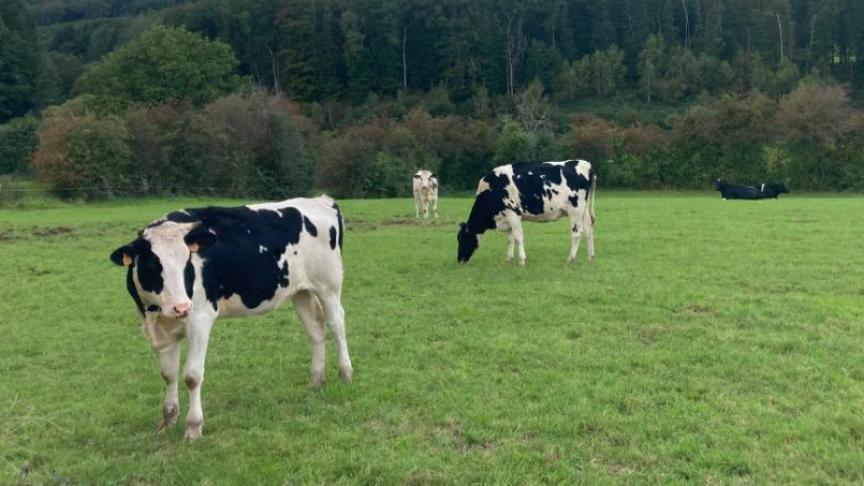 Grazende runderen kunnen besmet raken door diverse soorten maagdarmwormen die op de weide leven.