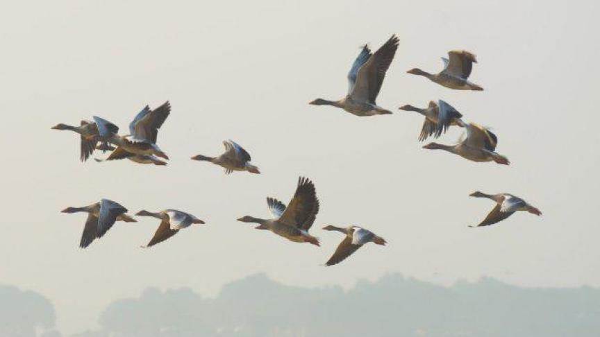 De besmettingskans van een pluimveebedrijf via vervliegen van met vogelgriep besmette uitwerpselen van wilde vogels in de omgeving van pluimveebedrijven is uiterst gering.