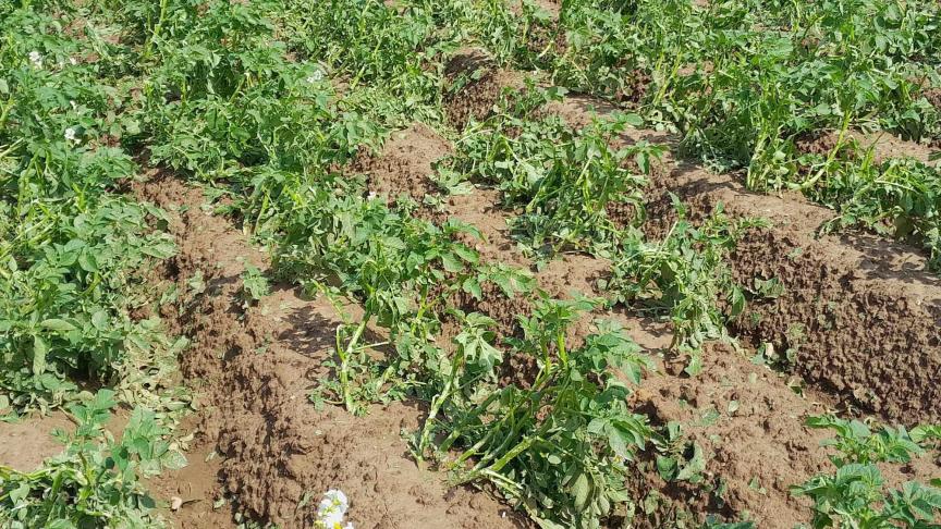 Door de hevige regenval is het aardappelloof op dit perceel voor meer dan de helft weg.