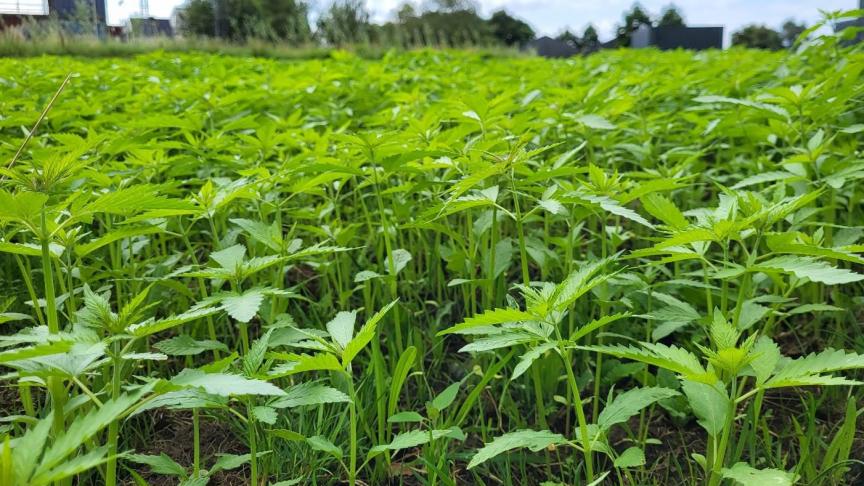Hennepplanten groeien in ideale weersomstandigheden 3 cm per dag.