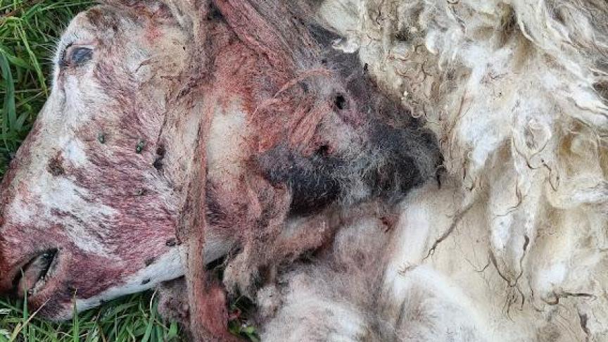 Schaap dat slachtoffer is geworden van een wolvenaanval.
