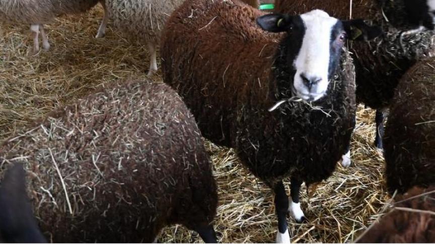 De Zwartbles-ooien staan op een andere plaats, samen met de Belgische melkooien die de vervangooien zijn. Foto: DT