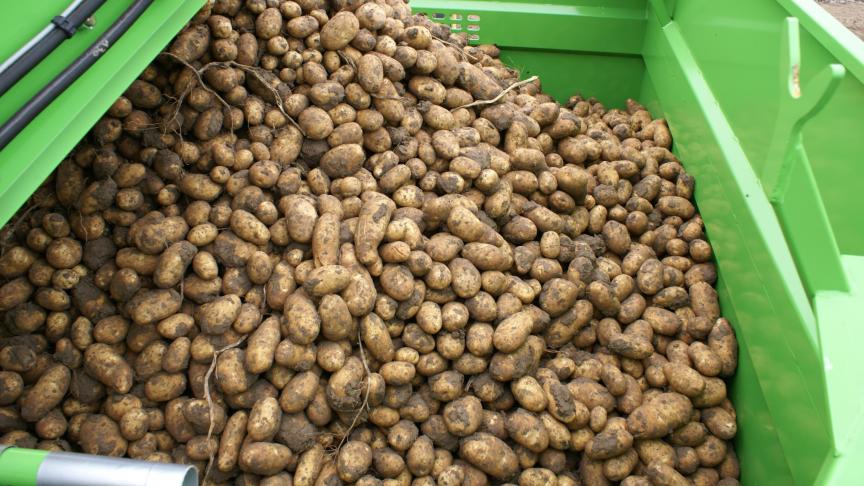 Belgapom meldt op 19 juli een prijsnotering van 300 euro per ton, zonder BTW, voor de vroege aardappelrassen.