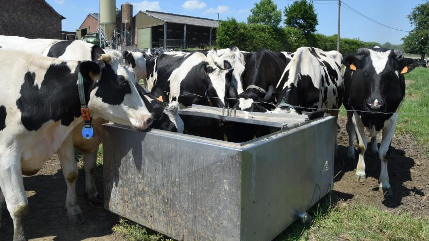 Zorg voor voldoende drinkwaterpunten met proper water, zowel in de stal als op de weide.