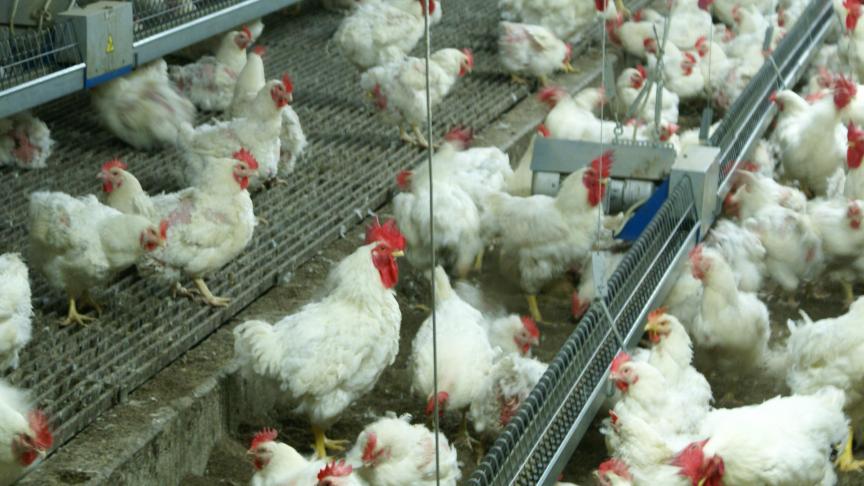 In 2024, 2025 en 2026 verdubbelt de verplichte bijdrage voor het Sanitair Fonds voor pluimveehouders door de verschillende vogelgroepuitbraken.