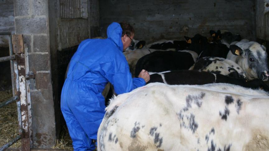 Niet goed werkende of uitgewerkte vaccins kunnen de oorzaak zijn voor de huidige toename aan blauwtong in Nederland.