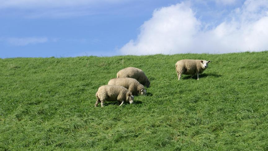 Een effectief beweidingsschema kan ervoor zorgen dat wormbesmettingen, zoals Haemonchose,onder controle gehouden kunnen worden.