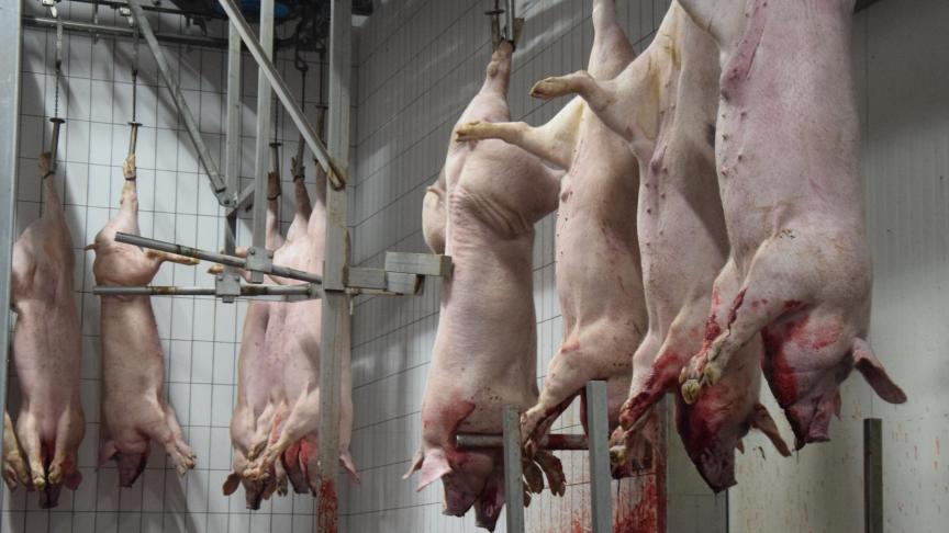 Voor het eerst in tientallen jaren werd in 2023 voor minder dan 10 miljoen ton aan varkens in ons land geslacht.