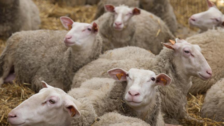 Het aantal bevestigde uitbraken van het blauwtongvirus in ons land is sinds begin deze week nagenoeg verdubbeld.
