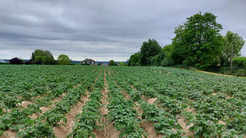 De Belgapomprijs voor vroege aardappelen daalde deze week.