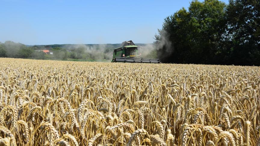 Voor de oogst werden aren van wintertarwe geanalyseerd op hun DON-gehalte.