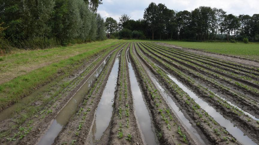 Het onweer op 9 juli zorgde voor veel overstroomde velden, vooral in de regio rond Mechelen en Londerzeel.