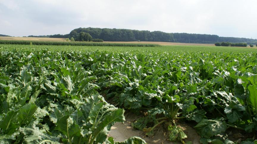 Cercospora werd waargenomen in alle percelen in het waarschuwingsnetwerk van het KBIVB (archieffoto).