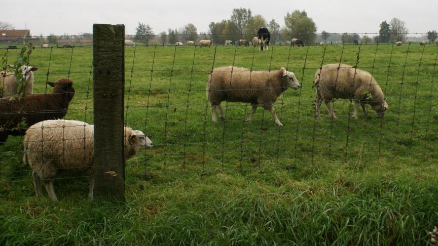 Bij verdenking van blauwtong moet er 1 serum- en 1 volbloedmonster per dier worden genomen.