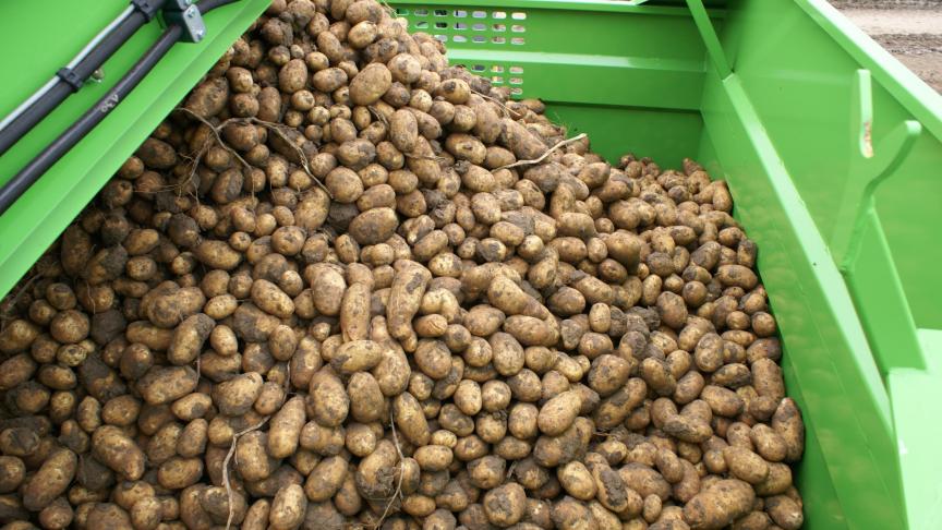 Aardappelbereidingen zoals diepvriesfrieten dragen in 2023 het sterkst bij tot het positieve handelssaldo.
