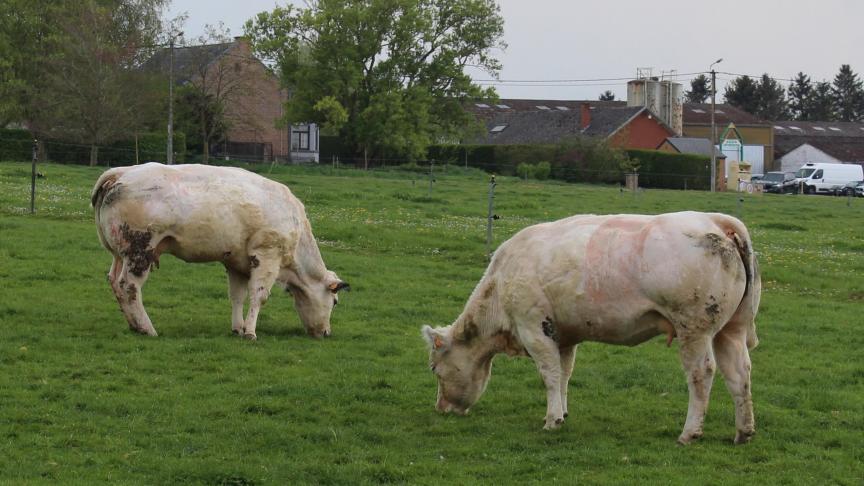 Het blauwtongvirus dat dit jaar in Nederland schapen en runderen treft, is bijna volledig identiek aan dat van vorig jaar.