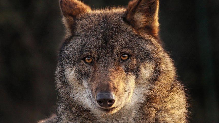 De Nederlandse provincie Utrecht heeft het akkoord gevraagdom een ‘probleemwolf’ af te mogen schieten.
