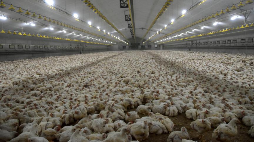 De vergunning van een pluimveehouderij met plaats voor 40.000 vleeskuikens zal moeten voldoen aan de strengere uitstootnormen van de nieuwe richtlijn Industriële Emissies.