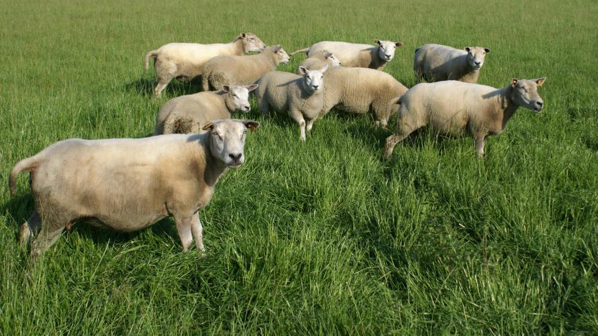 Preventieve maatregelen (vaccinatie, opstallen van dieren bij schemertijd, goede ventilatie in de stal ...) kunnen helpen om de verspreiding van blauwtong in te dijken.
