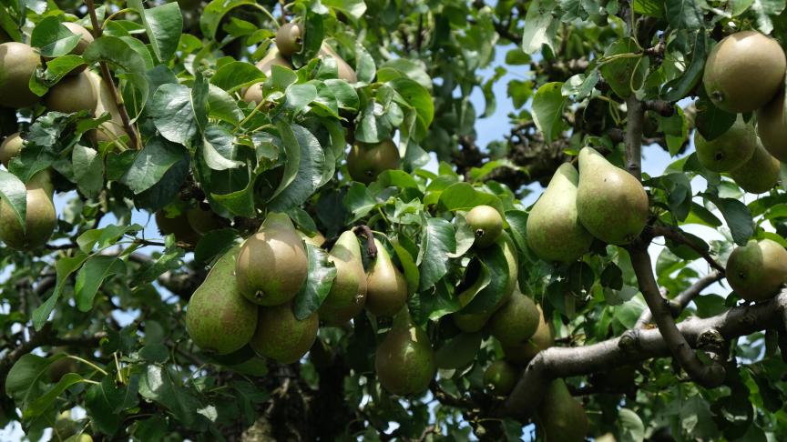 Zowel de Belgische peren- als de appelenoogst wordt dit jaar gevoelig lager ingeschat.